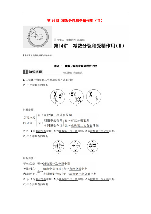 高考生物一轮复习 第四单元 细胞的生命历程 第14讲 减