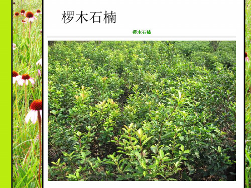 [优质文档]园林绿化工程植物介绍