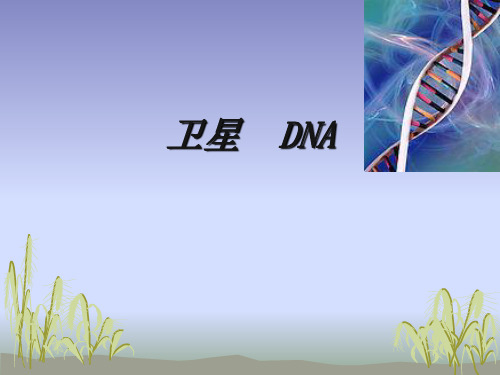 卫星  DNA