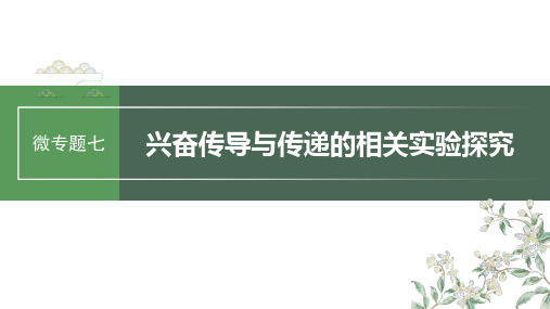 2024届高考一轮复习生物课件(苏教版)：兴奋传导与传递的相关实验探究