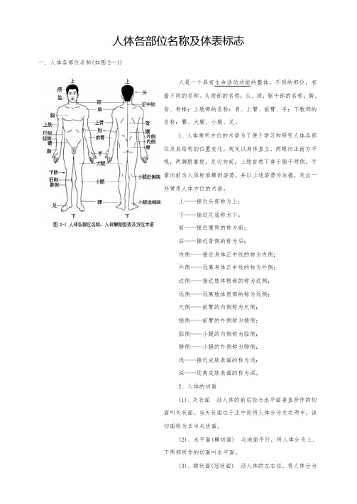 人体各部位名称及体表标志