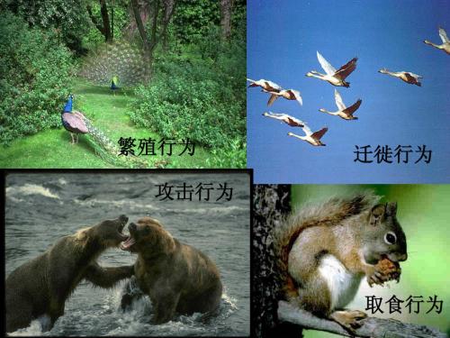 先天性行为和学习行为和社会行为