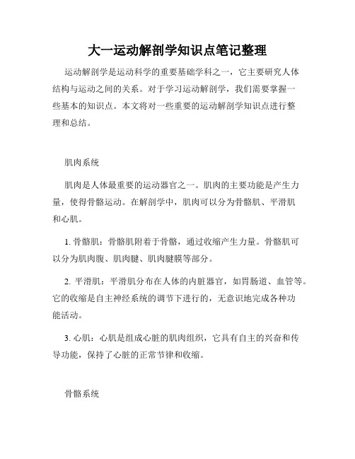 大一运动解剖学知识点笔记整理