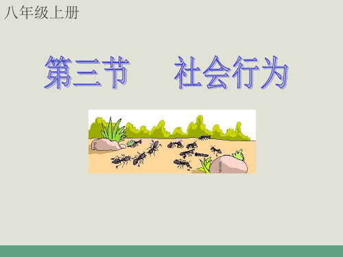 初中生物《社会行为》教学课件