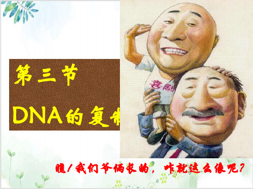 [人教版]《DNA的复制》公开课课件1