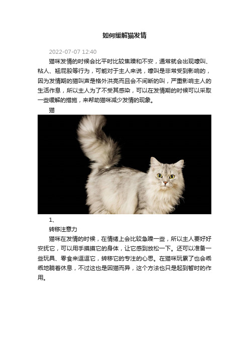 如何缓解猫发情