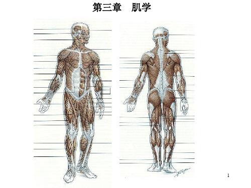 人体解剖学——肌学ppt课件