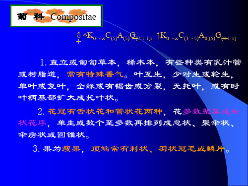 药用植物学课件yyzwx-12三菊科