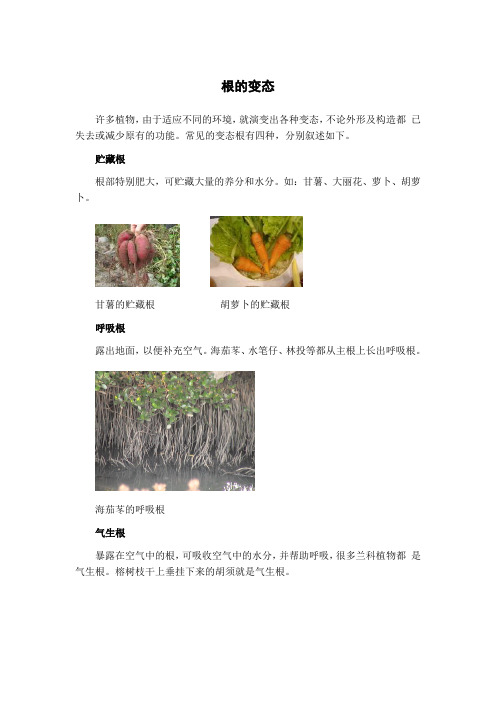 苏教版-三年级下册-2单元 植物的一生-2.根和茎(省一等奖)