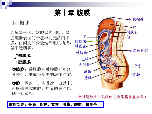 系统解剖学腹膜