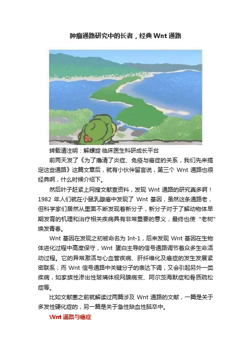 肿瘤通路研究中的长者，经典Wnt通路