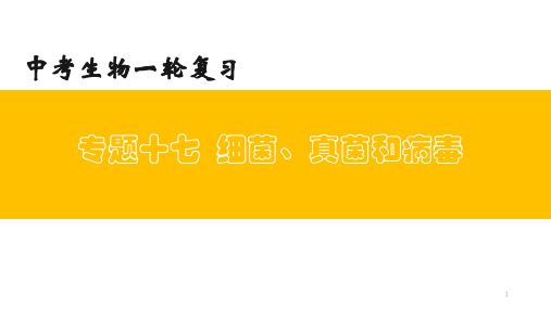 专题   细菌、真菌和病毒-2023年中考生物一轮复习课件(鲁科版)