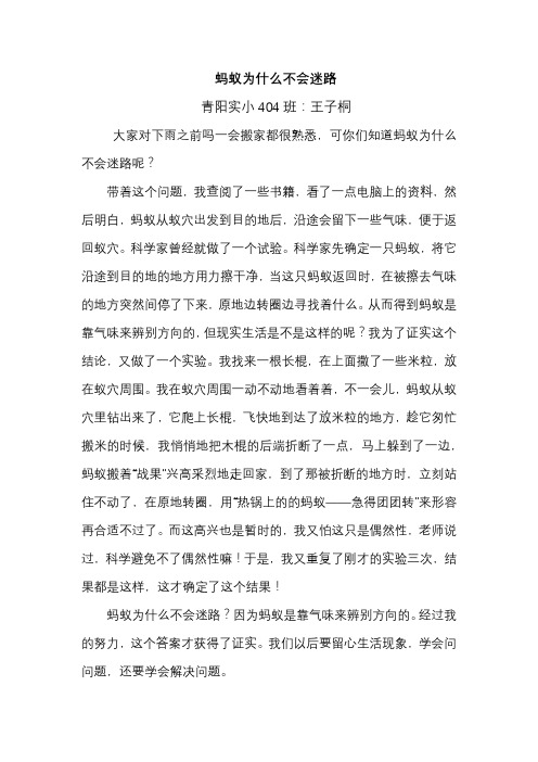 404王子桐《蚂蚁为什么不会迷路》