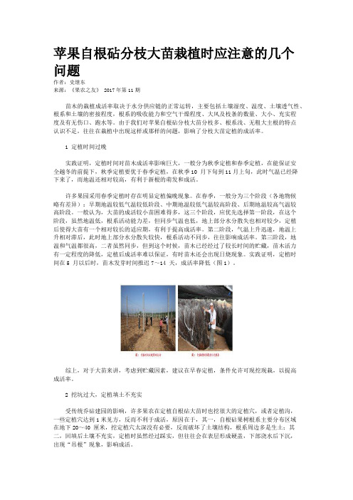 苹果自根砧分枝大苗栽植时应注意的几个问题