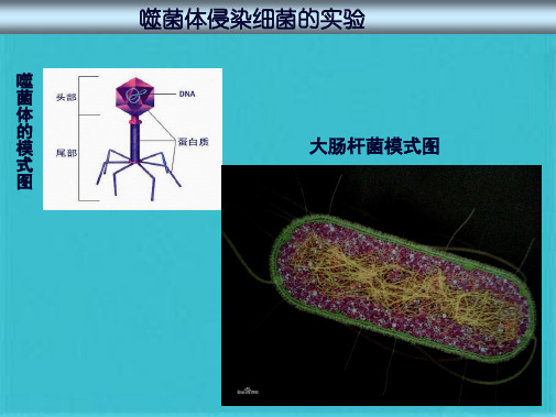 高中生物噬菌体侵染细菌实验(共10张PPT)