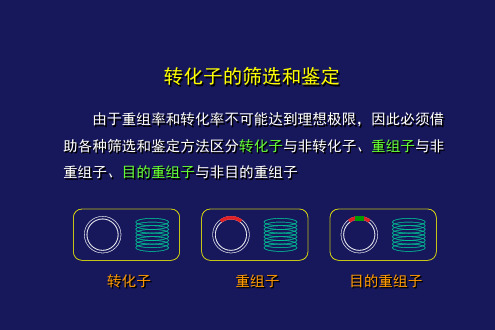 转化子的筛选和鉴定