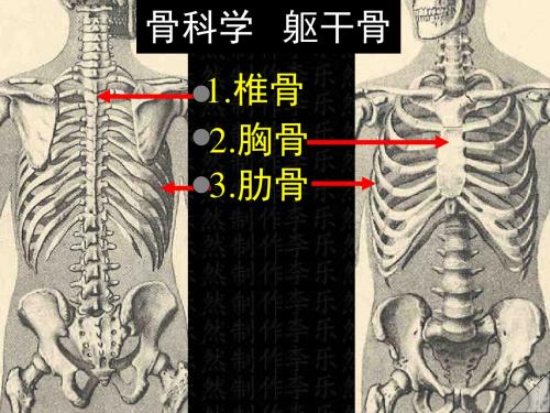 骨科学 躯干骨彩色图谱ppt课件