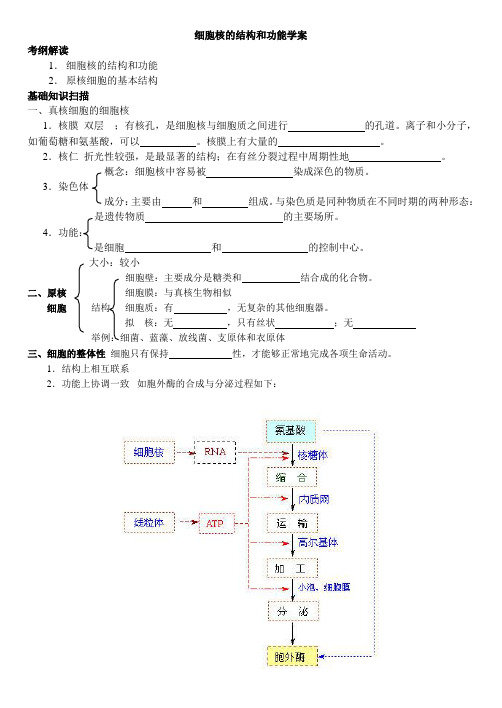 细胞核的结构和功能