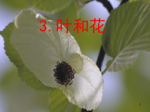 34三年科学下《叶和花》PPT课件