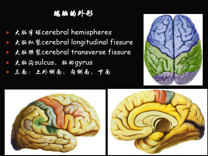 端脑