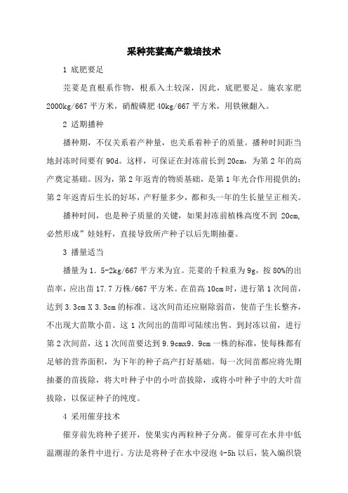 采种芫荽高产栽培技术