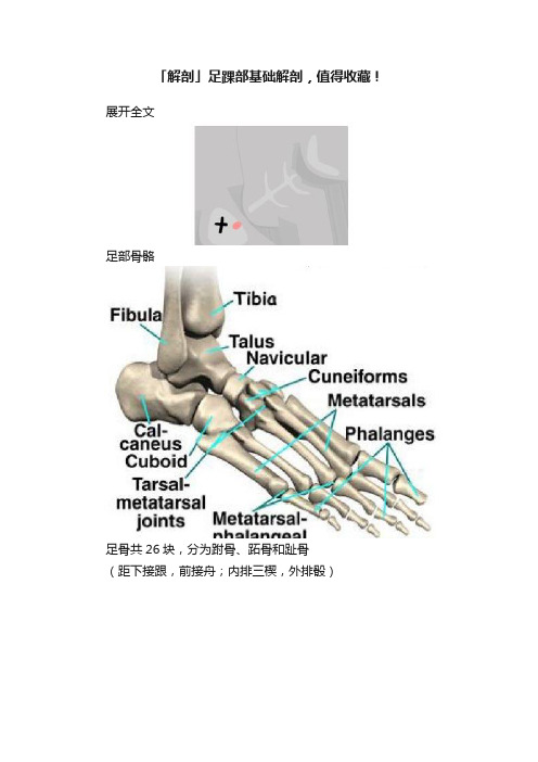「解剖」足踝部基础解剖，值得收藏！