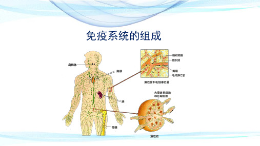 【新教材】免疫系统的组成-高中生物学选择性必修1(新教材同步课件)