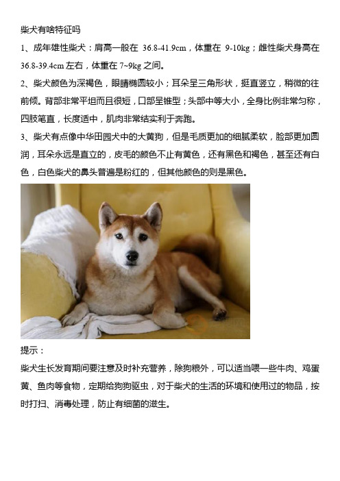 柴犬有啥特征吗