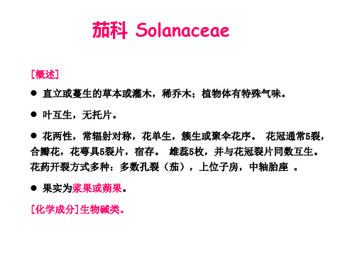 茄科 玄参科