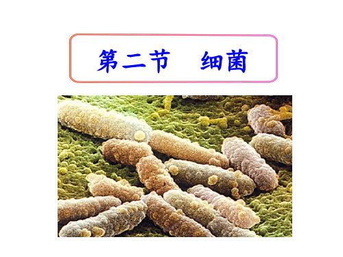 人教版初二八年级生物 第二节 细菌 名师教学PPT课件