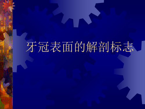 牙冠表面的解剖标志