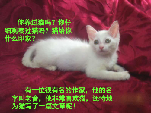 四年级下册语文PPT优秀课件-13 猫-人教部编版