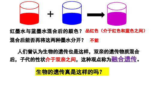孟德尔豌豆杂交实验一