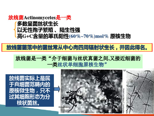 微生物的分离技术—放线菌基本知识