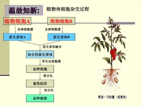 动物细胞融合与单克隆抗体(公开课)