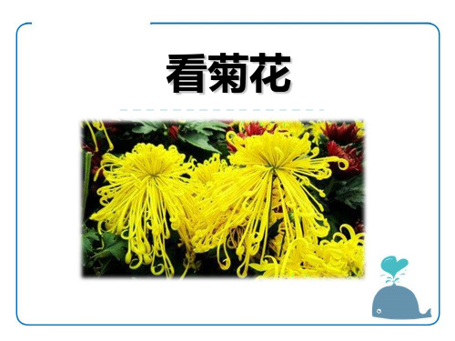 苏教版一年级语文上册《看菊花》PPT课件(3篇)