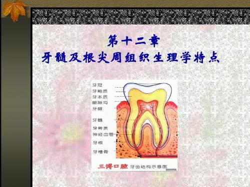 牙髓及根尖组织生理学特点