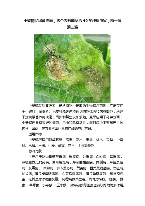 小檗碱又称黄连素，这个农药能防治40多种病虫害，喷一遍顶三遍