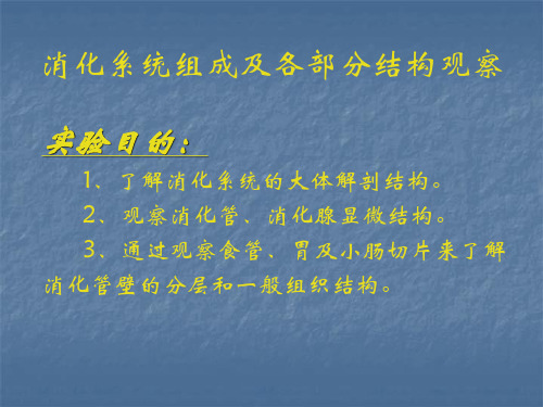 消化系统组成及各部分结构观察