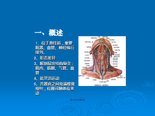 颈部局部解剖1234.pptx