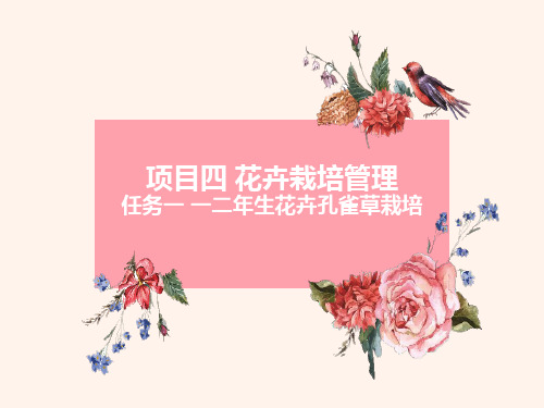 花卉的栽培管理—一二年生花卉孔雀草栽培