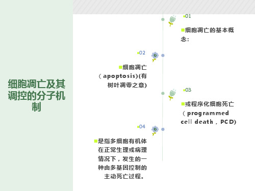 细胞生物学之细胞凋亡及其调控的分子机制