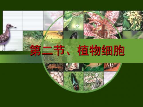 部编人教版七年级生物上册 植物细胞