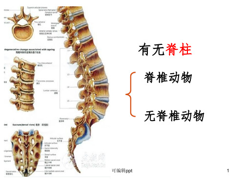 八年级上册-第一章动物的主要类群复习1ppt课件