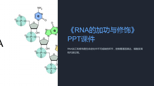 《RNA的加功与修饰》课件