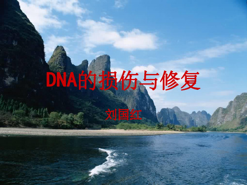 《DNA的损伤和修复》PPT课件