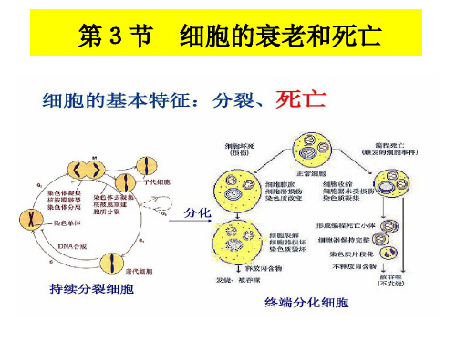 6.3  细胞的衰老和死亡 课件【新教材】人教版(2019)高中生物必修一