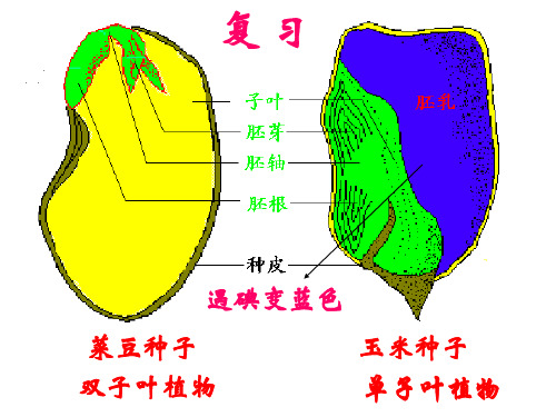 与生物学有关的职业 农业技术员和绿色证书