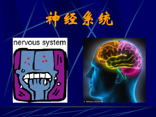 系统解剖学课件：13中枢神经系统-脑干