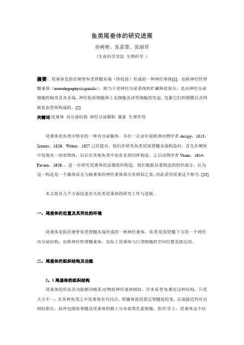 鱼类尾垂体的研究进展(修订版)